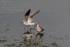 Lesser Yellowlegs and Long billed Dowitcher