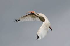 White Ibis in flight