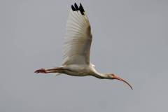 White Ibis in flight