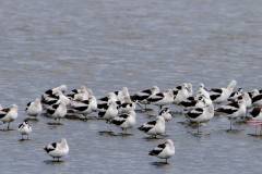 American Avocets
