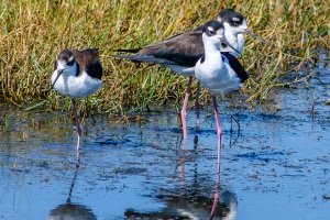Birds Of Brazoria 10/19/2012