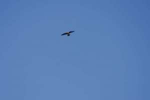 BIRDS OF BRAZORIA