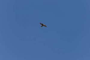 BIRDS OF BRAZORIA