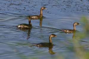 BIRDS OF BRAZORIA