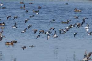 BIRDS OF BRAZORIA