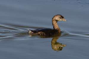 BIRDS OF BRAZORIA