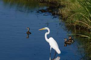 BIRDS OF BRAZORIA