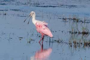 BIRDS OF BRAZORIA