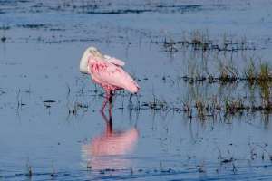 BIRDS OF BRAZORIA
