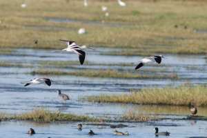 BIRDS OF BRAZORIA