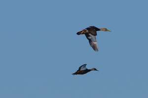 BIRDS OF BRAZORIA