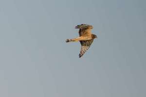BIRDS OF BRAZORIA