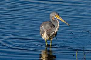 BIRDS OF BRAZORIA