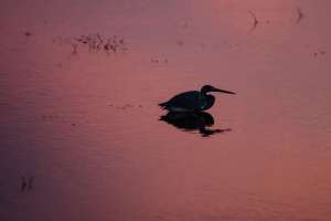 Birds of Brazoria 10/21/2012