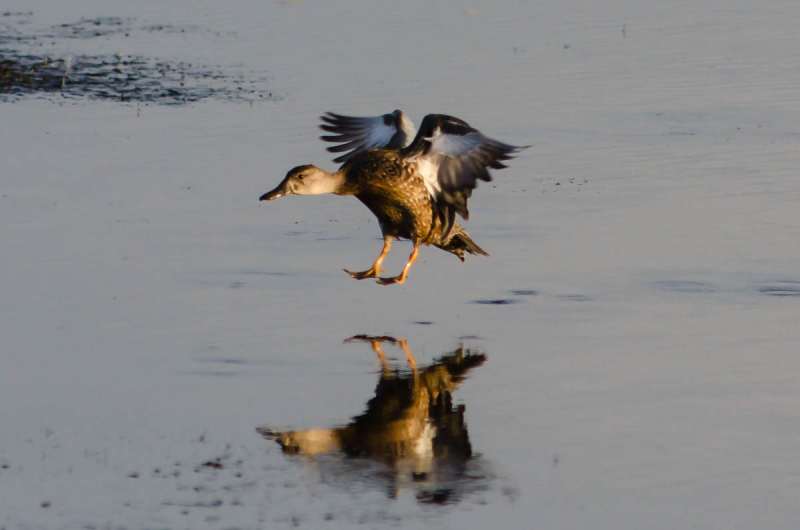 Photos and video from Brazoria NWR