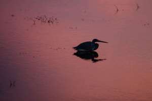 brazoria nwr texas