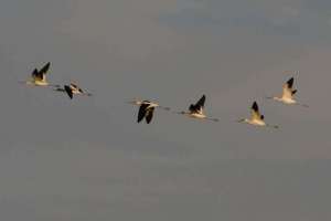 brazoria nwr texas