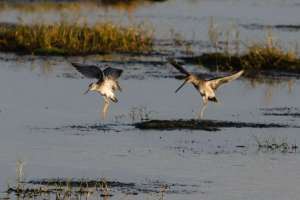 brazoria nwr texas