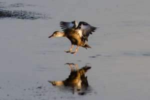 brazoria nwr texas