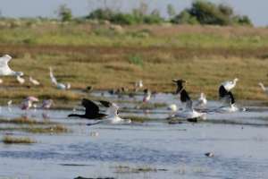 brazoria nwr texas