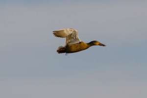 brazoria nwr texas
