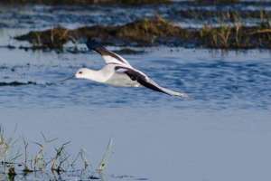 brazoria nwr texas