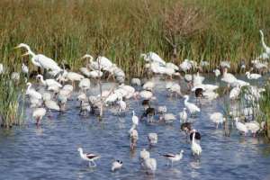 brazoria nwr texas