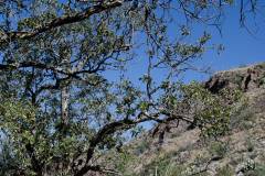 Trip Report - Big Bend