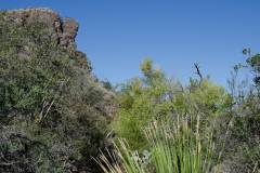 Trip Report - Big Bend