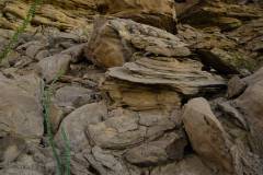 big bend national park