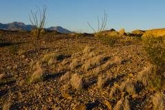 big bend national park