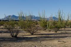 big bend national park
