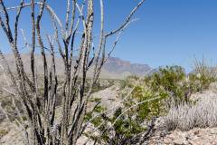 big bend national park