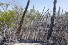 big bend national park