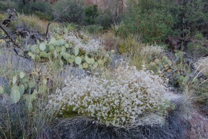 Big Bend Photos