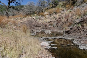 Big Bend Photos