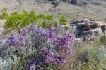 Big Bend Photos