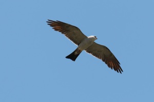 Mississippi Kite