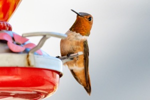 Rufous Hummingbird