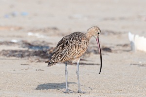 Long billed Curlew
