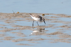 Western Sandpiper