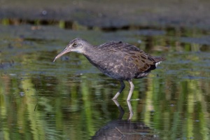 Clapper Rail
