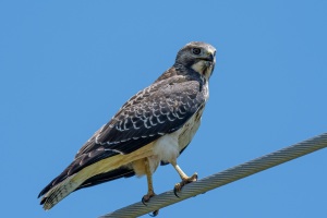 Swainson's Hawk