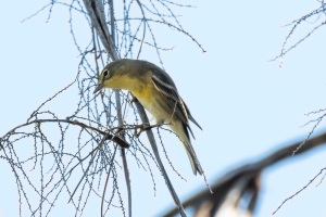 Pine Warbler
