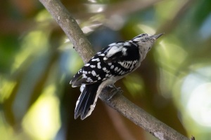 Downy  Woodpecker