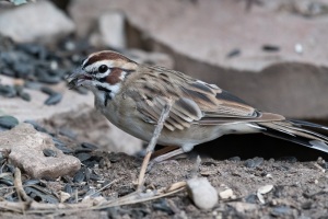 Lark Sparrow
