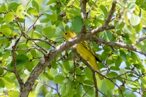 Yellow Warbler