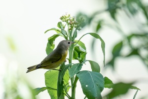 Mourning Warbler