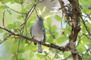 Blue gray Gnatcatcher