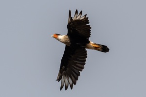 Crested Caracara